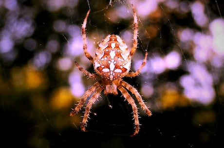 神秘巨型生物！探秘世界上最大的蜘蛛