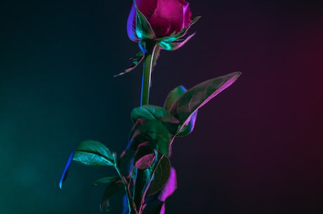 怎样选择适合自己的粉玫瑰图片？