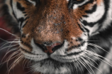 美洲虎——猎场之王
