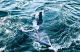 虎鲸vs大白鲨：巨兽之间到底谁更厉害？