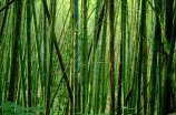 竹子的特性与装修应用