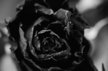 黑玫瑰的花语(黑玫瑰的花语：魅力的象征)