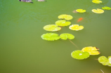 【池上的意思】揭秘古代中国池塘文化