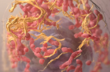 琥珀酸索利那新片：用于治疗结肠癌和乳腺癌的新型药物
